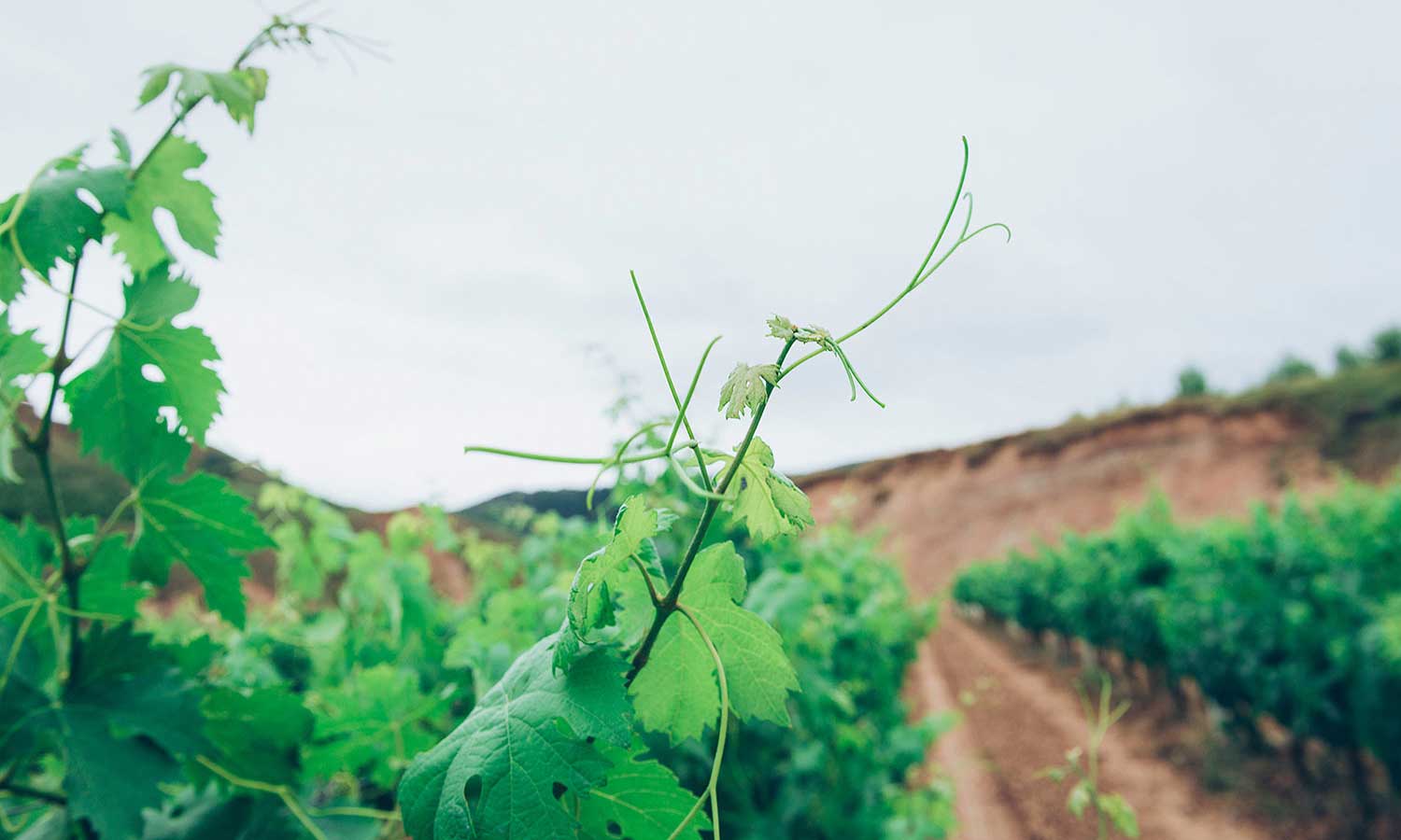 El viñedo de Vermut San Bernabé