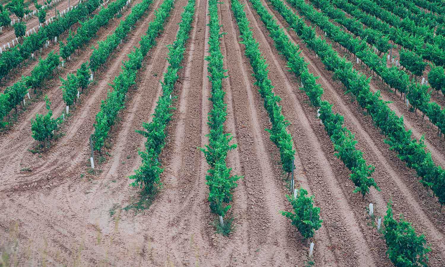 El viñedo de Vermut San Bernabé